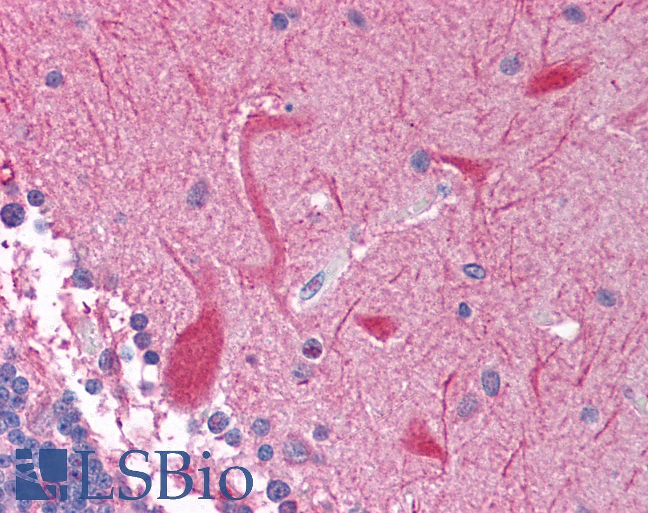 PEG3 Antibody (C-Terminus)