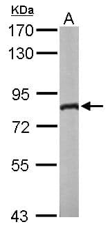 DDX3 Antibody (aa70-346)