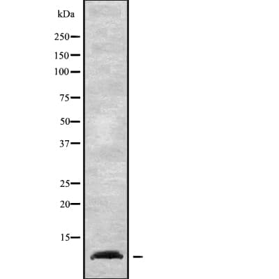 NDUFA1 Antibody
