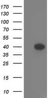 TOMM34 Antibody (clone OTI2F10)
