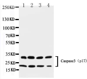 CASP3 / Caspase 3 Antibody (aa67-81)