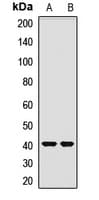 OTC Antibody