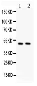 MYC / c-Myc Antibody (aa421-439)