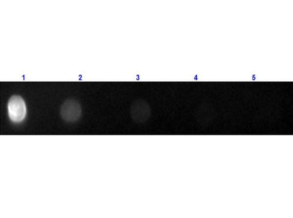 Polyclonal Goat Anti-Rat IgG Secondary Antibody (FITC, IF)