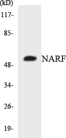 NARF Antibody (aa244-293)