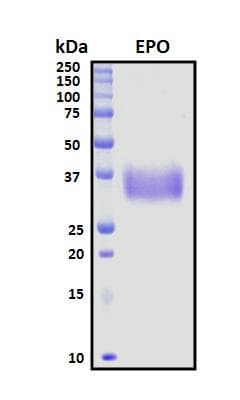 Pig EPO / Erythropoietin Protein (Recombinant His, N-Terminal)