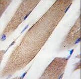 Monoclonal Mouse anti-Human CLIC4 Antibody (clone 17CT9.2.8, IHC, WB)