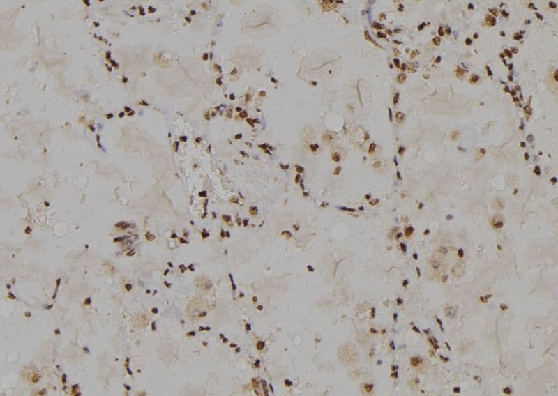 Polyclonal Rabbit anti-Human RPL30 / Ribosomal Protein L30 Antibody (IHC, IF, WB)