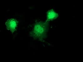 DNAJB1 / Hsp40 Antibody (clone OTI1F9, Carrier-free)