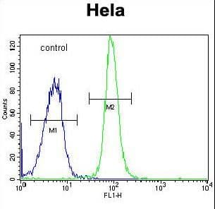 DONSON / B17 Antibody (aa368-398)