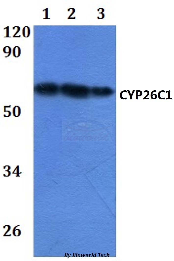 CYP26C1 Antibody