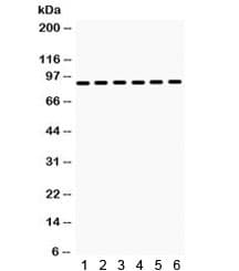 HSP90AA / HSP90 Alpha Antibody