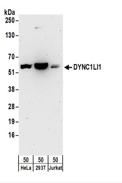 DYNC1LI1 Antibody (aa1-50)