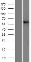 PIGT Protein (Over-Expression Lysate Myc-DDK (Flag))