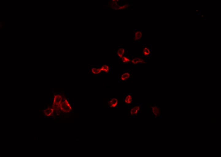 NIX / BNIP3L Antibody