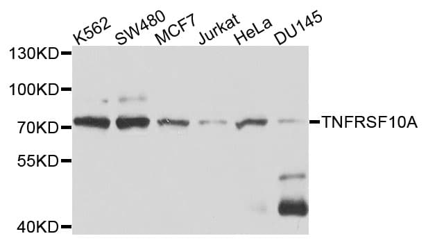 TNFRSF10A / DR4 Antibody