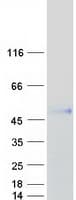 Human ANGPTL7 / CDT6 Protein (Recombinant Myc-DDK (Flag))