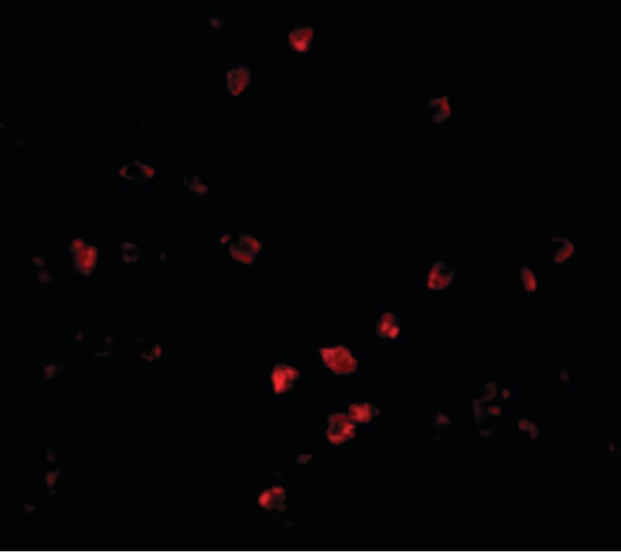 IHC-plus™ CUL9 / Cullin 9 Antibody