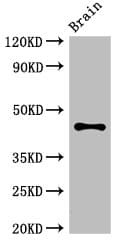 APG4B / ATG4B Antibody