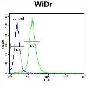Polyclonal Rabbit anti-Human WDR5B Antibody (aa58-85, WB)