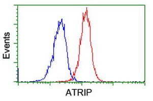 ATRIP Antibody (clone OTI5E7)