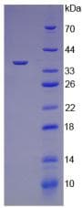 Human TGFB3 / TGF Beta3 Protein (Recombinant His-T7)