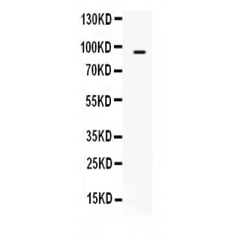 TAP2 Antibody (aa611-651)