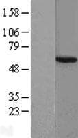 CCT8 Protein (Over-Expression Lysate Myc-DDK (Flag))