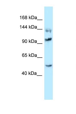 HSPH1 / HSP105 Antibody (C-Terminus)