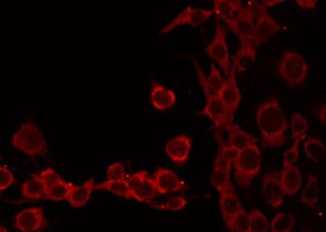 TOMM20 Antibody