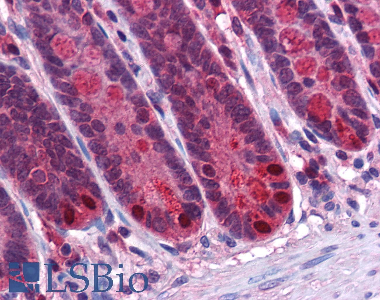 IHC-plus™ RGS21 Antibody