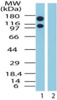 IHC-plus™ XPO1 / CRM1 Antibody (aa390-408)
