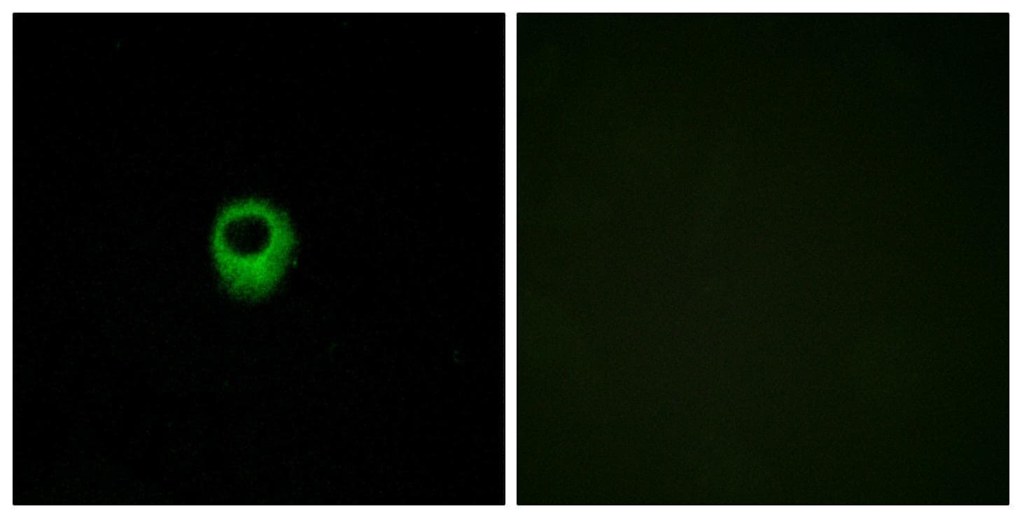Polyclonal Rabbit anti-Human LPAR2 / EDG4 Antibody (IF, WB)