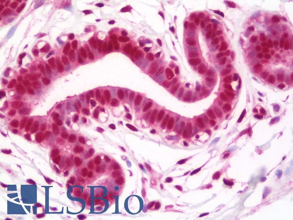 IHC-plus™ TCEA1 / TFIIS Antibody (aa1-50)