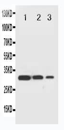 TRAF2 Antibody (aa305-325)