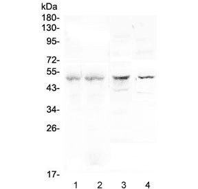 Properdin / CFP Antibody