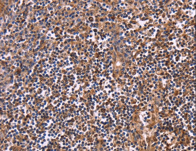 CLUAP1 Antibody