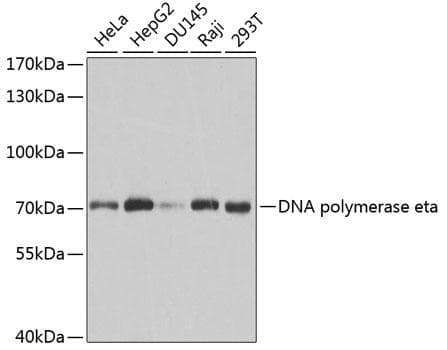 Polyclonal Rabbit anti-Human POLH / DNA Polymerase Eta Antibody (IF, WB)