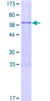 Human FYTTD1 Protein (Recombinant GST)