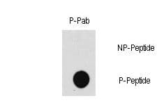 MAP3K7 / TAK1 Antibody (phospho-Thr187)
