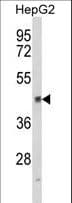 Polyclonal Rabbit anti-Human HPD Antibody (aa92-121, IHC, WB)