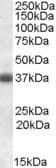 CLU / Clusterin Antibody (aa435-448)