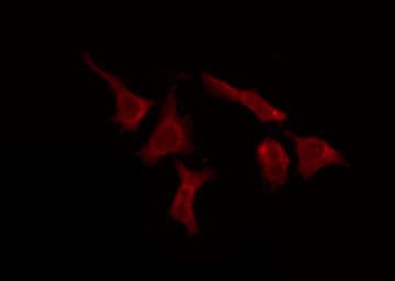 OR51E1 Antibody