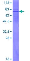 Human APOBEC3G / CEM15 Protein (Recombinant GST)