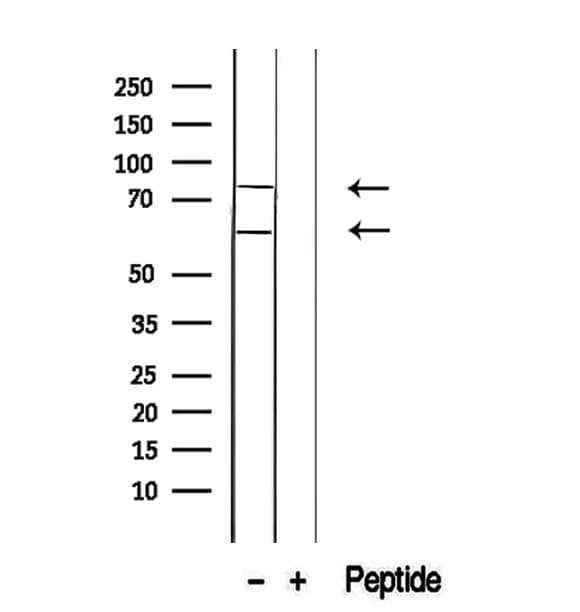 OASIS / CREB3L1 Antibody