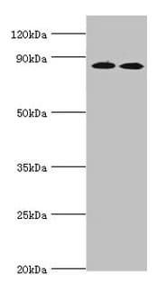 AMPD3 Antibody (aa1-260)