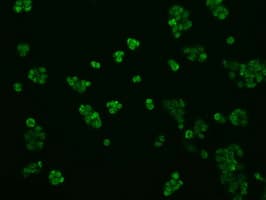 Monoclonal Mouse anti-Human TLDC1 / KIAA1609 Antibody (clone OTI5D9, IHC, IF, WB)