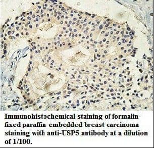 USP5 Antibody (aa2-223)
