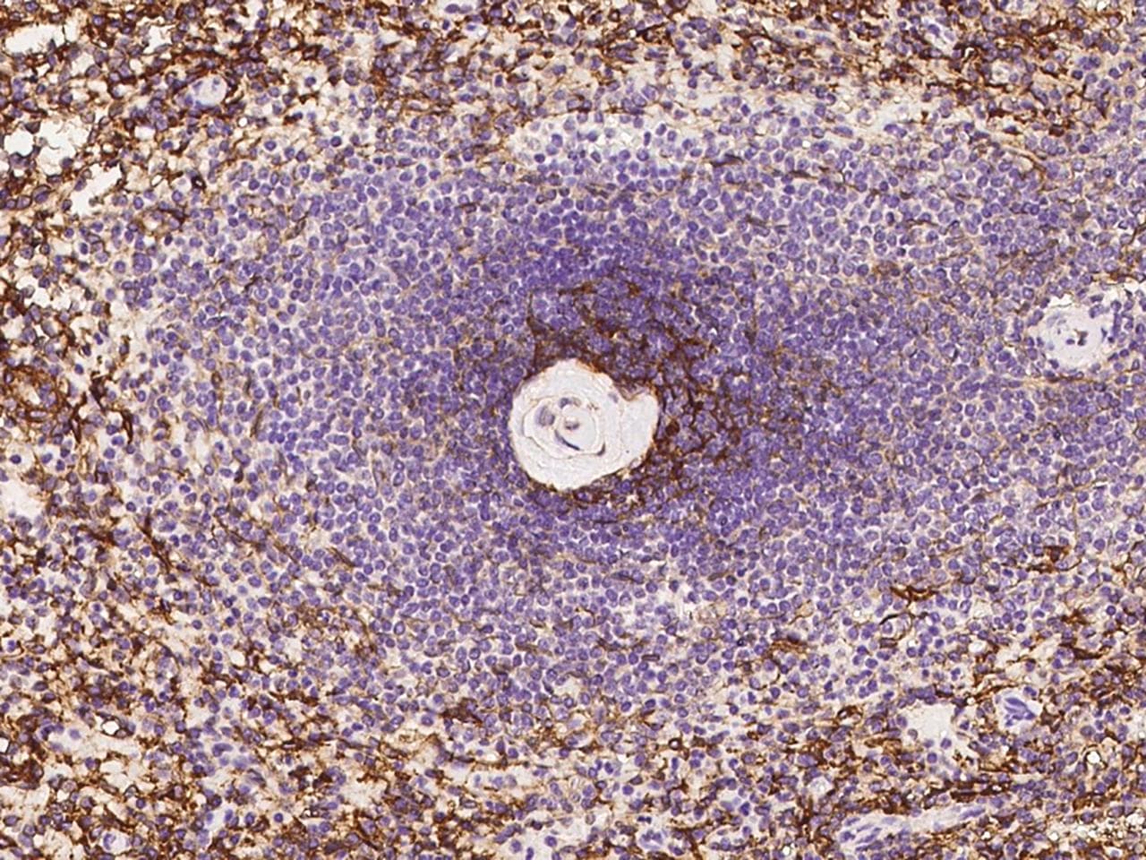 Monoclonal Mouse anti-Human VCAM1 / CD106 Antibody (clone 12, Preservative Free, IHC)