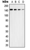 USP42 Antibody (Internal)
